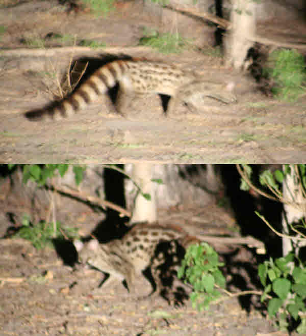 AfricaTrip photo